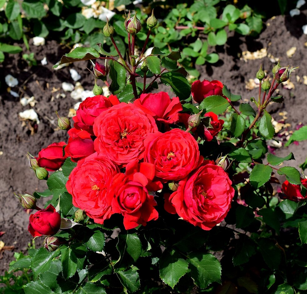 Розы садовые: сорта, фото, назвния и уход за 