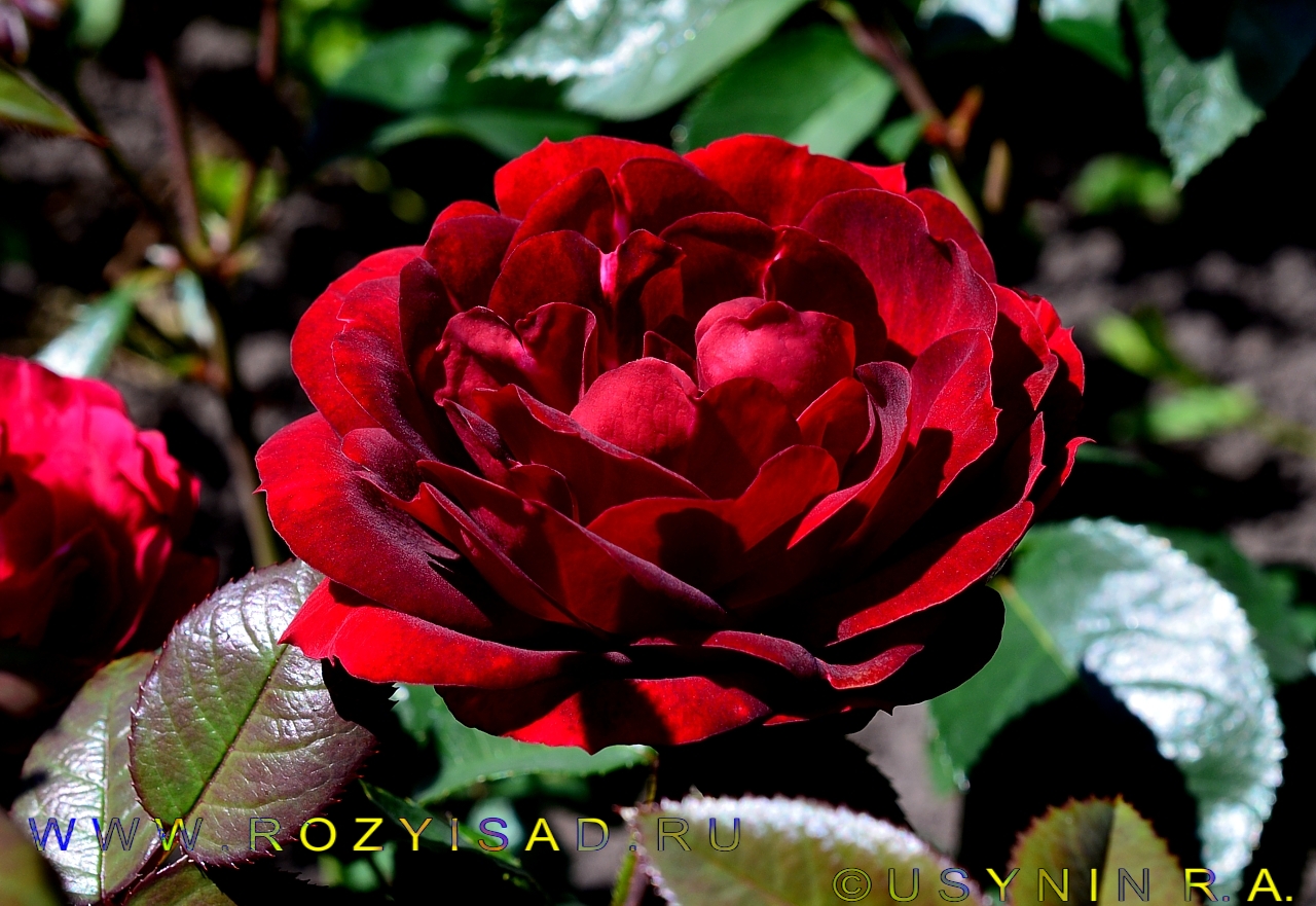 Кустовые розы Маликорн