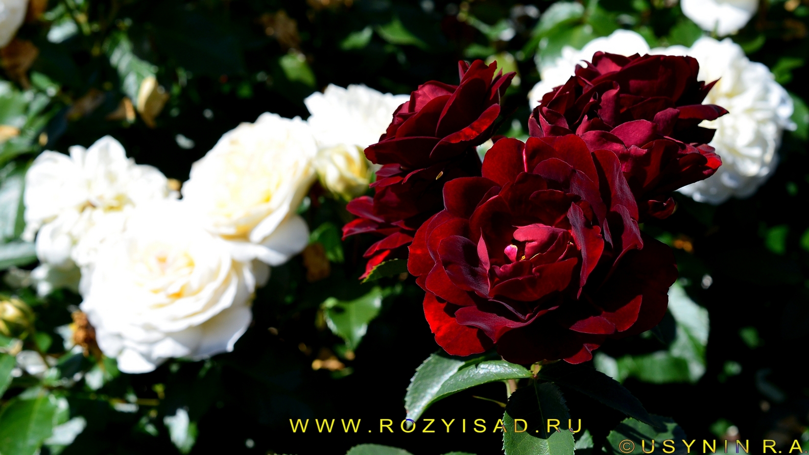 Кустовые розы Маликорн